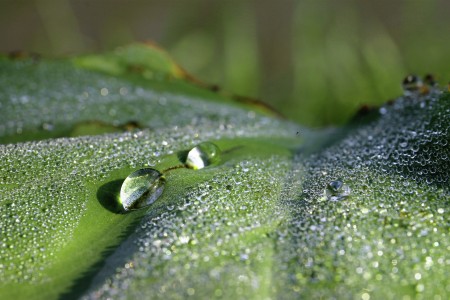 Morning Dews