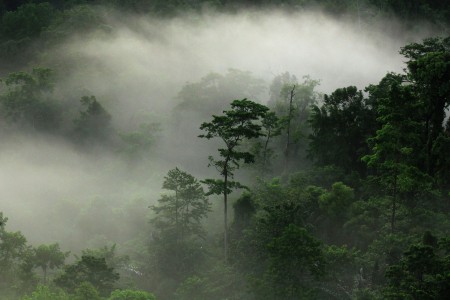 Tangkoko