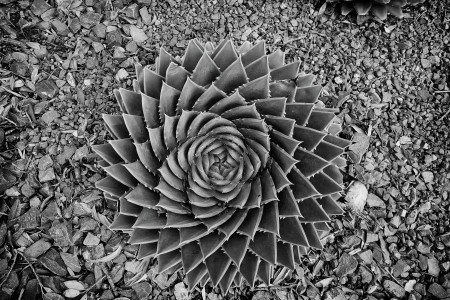 nature beauty ratio