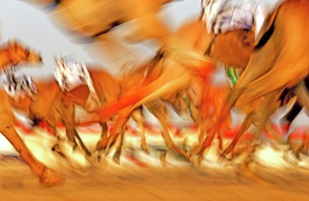 The Art of Camel Racing