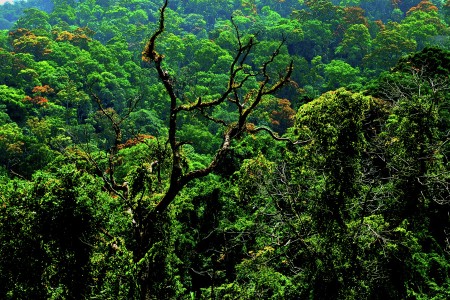4 Forest Spring