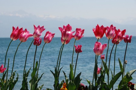 Lakeside Tulips