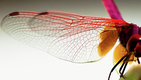 Nature's engineering