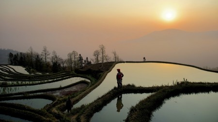 Paddy Terrace
