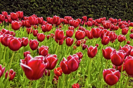 Red Tulips