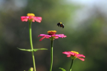 Landing for food