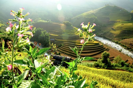 Náº¯ng chiá»u MÃ¹ Cang Cháº£i
