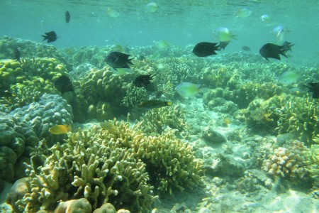 Underwater garden