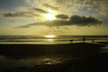 One Man and Two Dogs