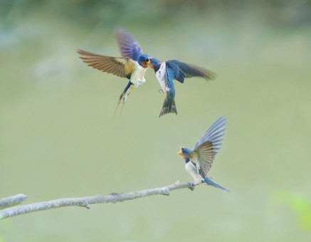 Wanna Fly