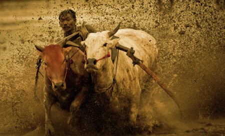 To the Finish Line - Pacu Jawi