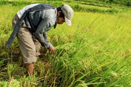 Time to Harvest
