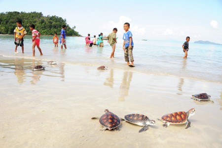 Pesona Penyu Pantai Padang Melang