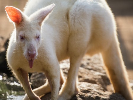 The White Kangaroo