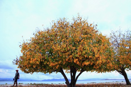 Kenawa Island