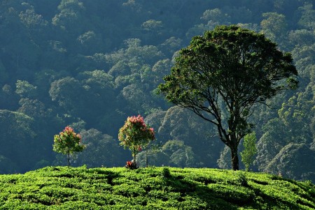 All About Trees