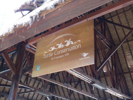 Turtle Conservation