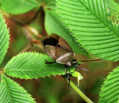 insect