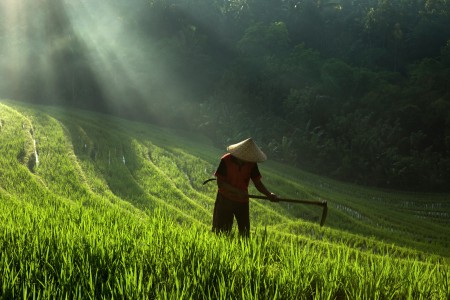 farmer early to work