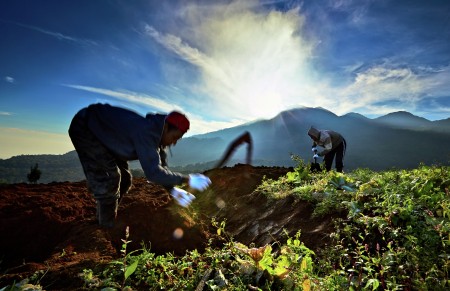 Indonesian Farmers...