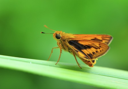 Maharani