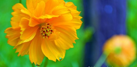 Morning Dew