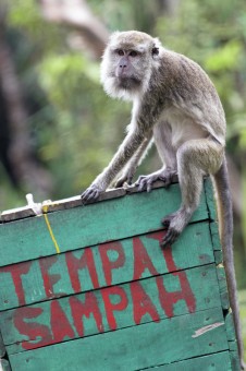 Tempat Sampah Kera