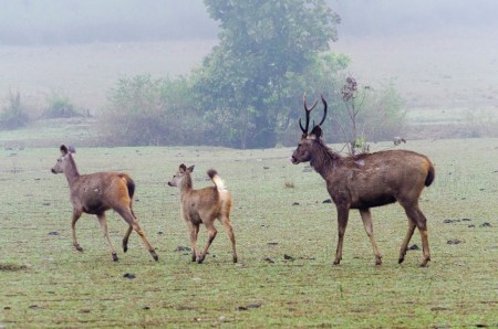 Sambar Deer