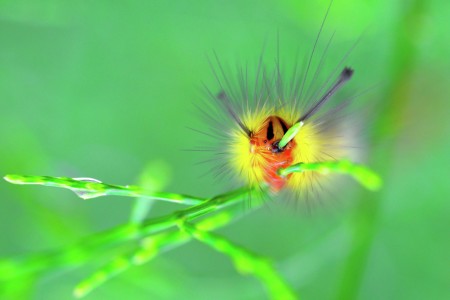 Caterpillar Breakfast