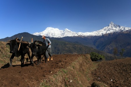 The Himalayan Farmer
