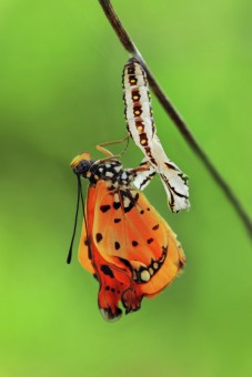 terlahir