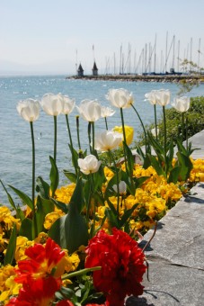 The Port & Tulips