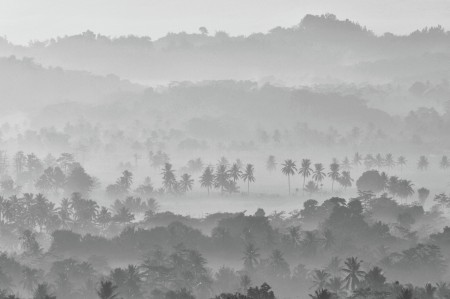 Morning dew in Pagak Hill.