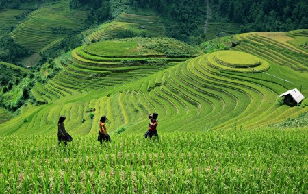 Terraces