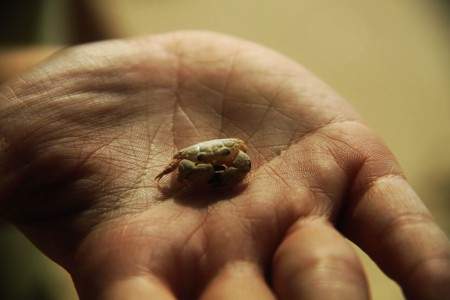 cangkang kepiting