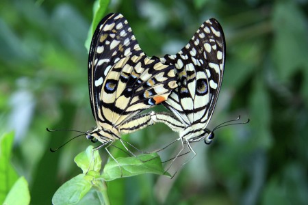 Poetry of Love