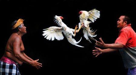 ADU AYAM