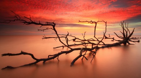 Dramatic Sunset and Dead Trees