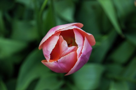 Pink Tulip