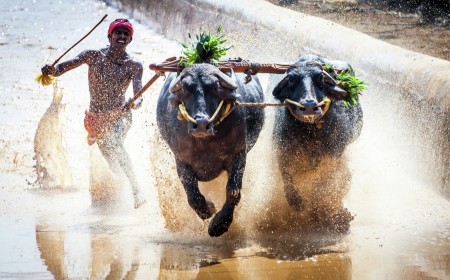 The Kambala.