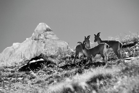 Himalayan Blue Sheep