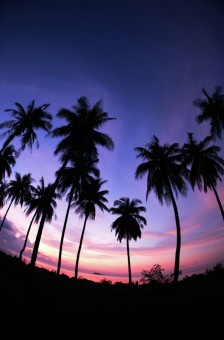 Coconut tree
