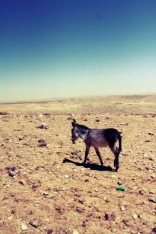 Lone Donkey