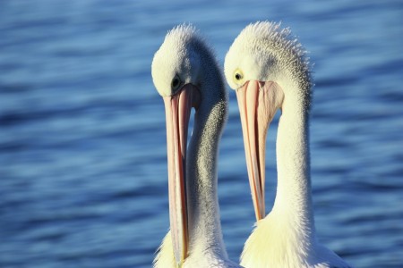 Duo