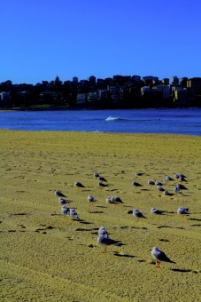 Bondi Beach