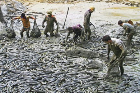 Catch fish