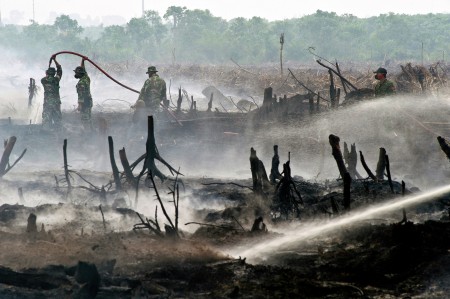 Forest Fire
