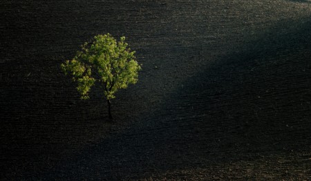TREE alone