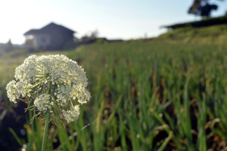 Flower in garden