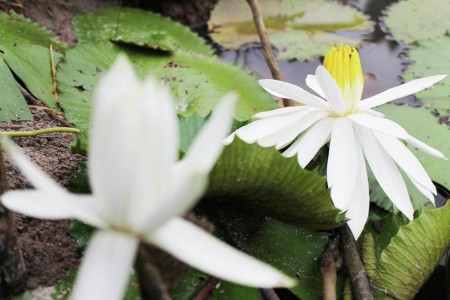 the flowers bloom